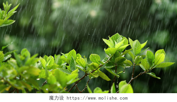 下雨的季节浇灌的绿叶雨季常春藤雨下的自然鲜绿叶枝